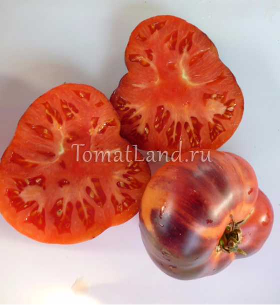 Новый гибрид — томат «Сибирский тигр»
