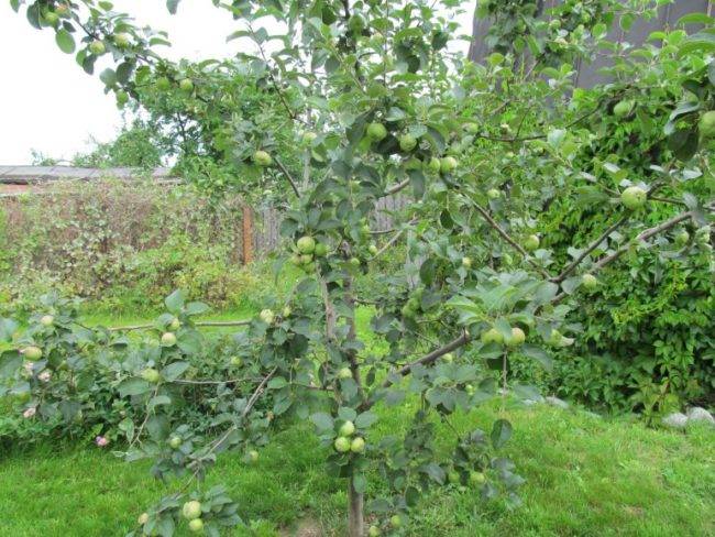 Яблоня богатырь: описание сорта, особенности выращивания