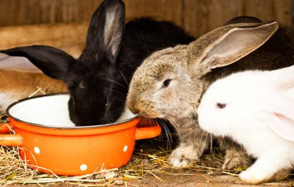 Кокцидиоз у кроликов: профилактика и лечение | агропромышленный вестник