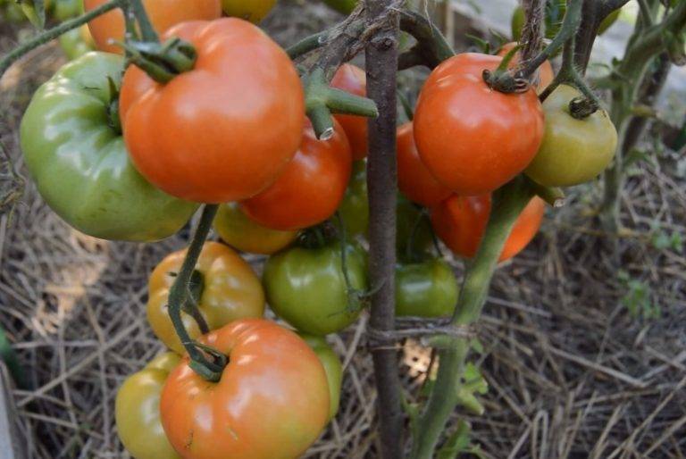 Крупноплодный низкорослый сорт томатов видимо-невидимо