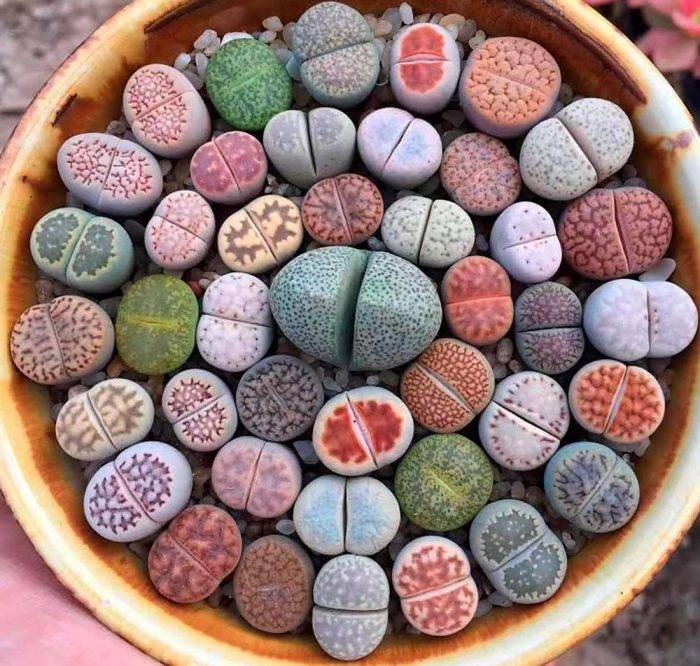 Литопсы, или цветущие камни — советы по выращиванию