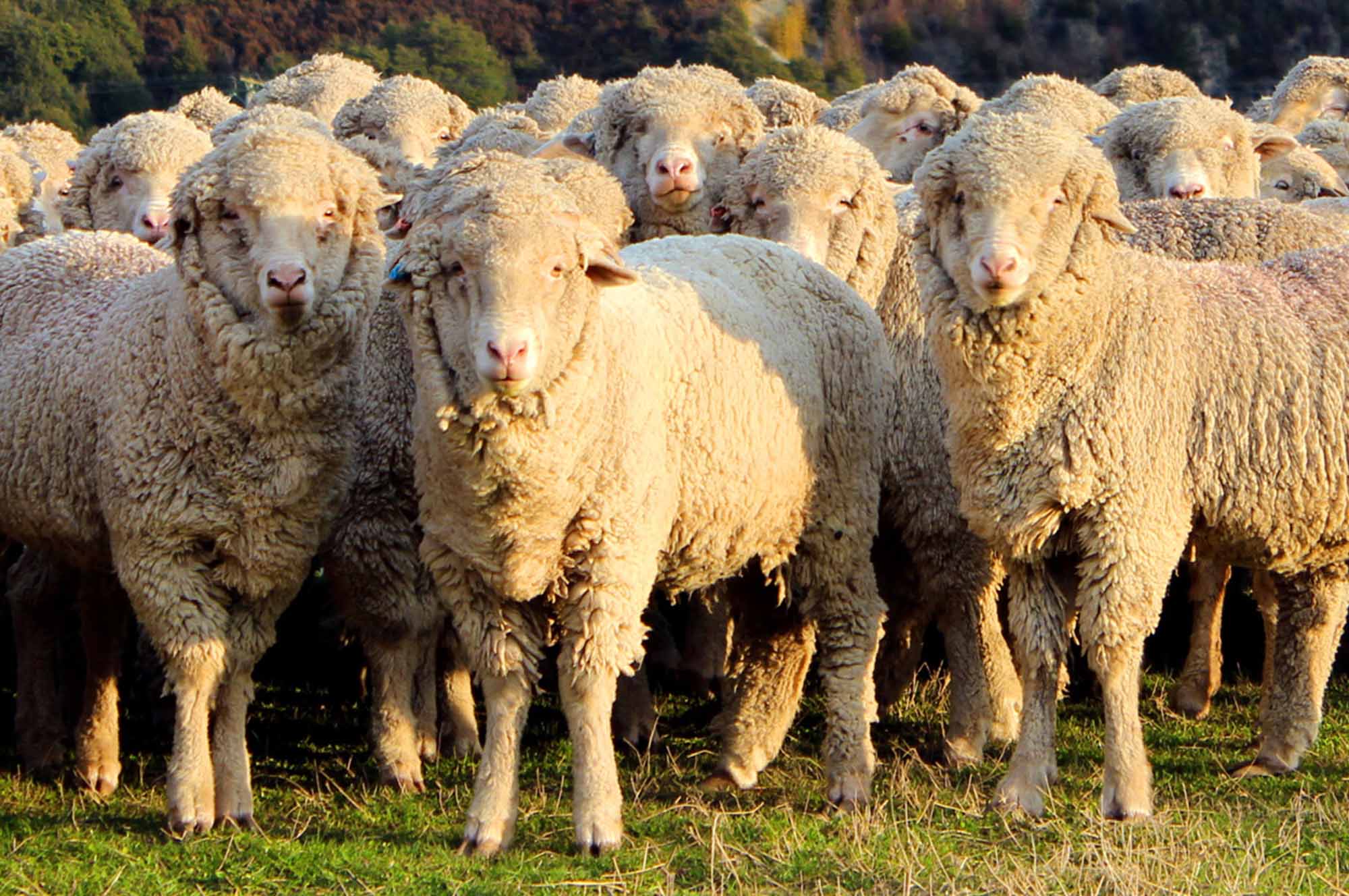 Тонкорунная овца особенности тонкорунных пород
