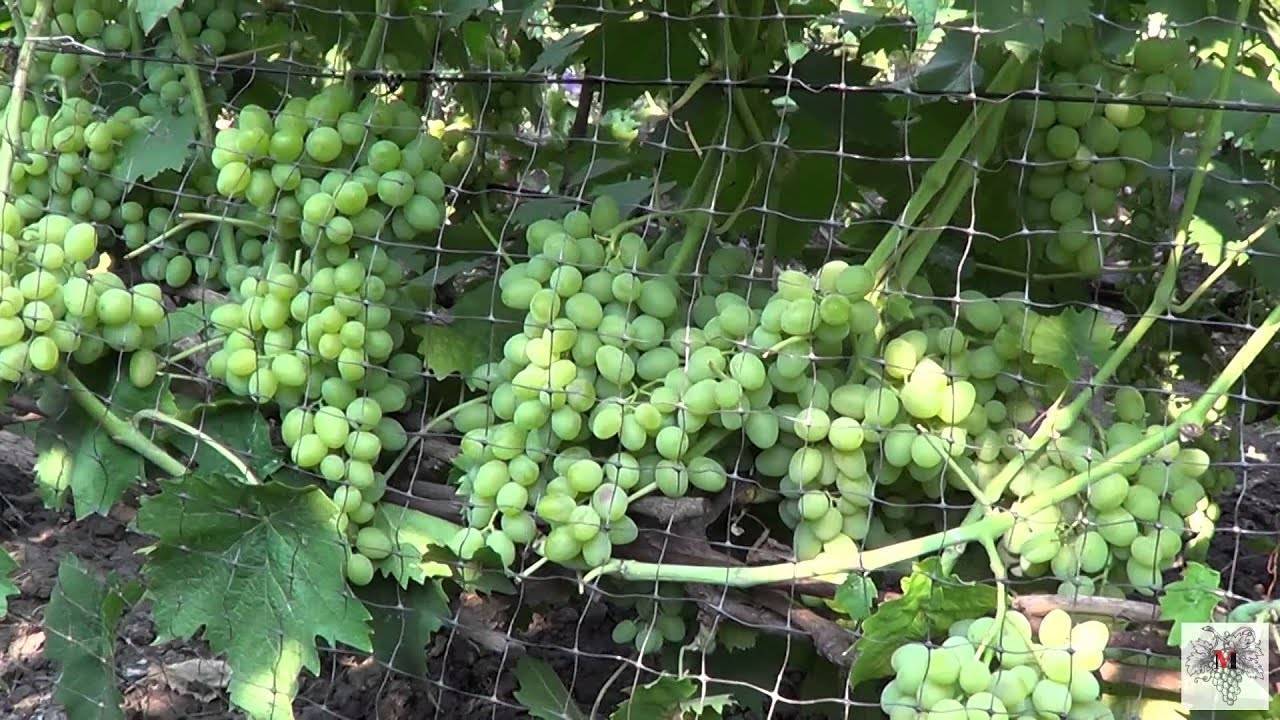 Виноград элегант: описание сверхраннего сорта, правила посадки и ухода, размножение