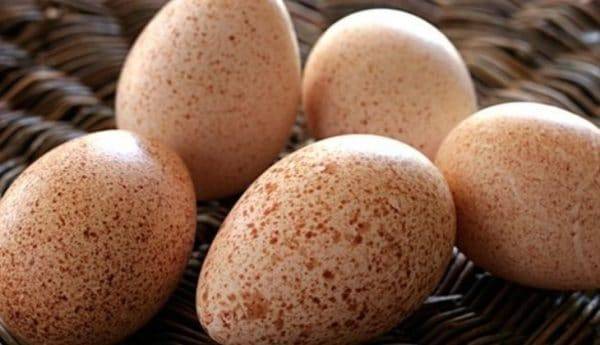 Каким должен быть режим инкубации индюшиных яиц: подробная таблица