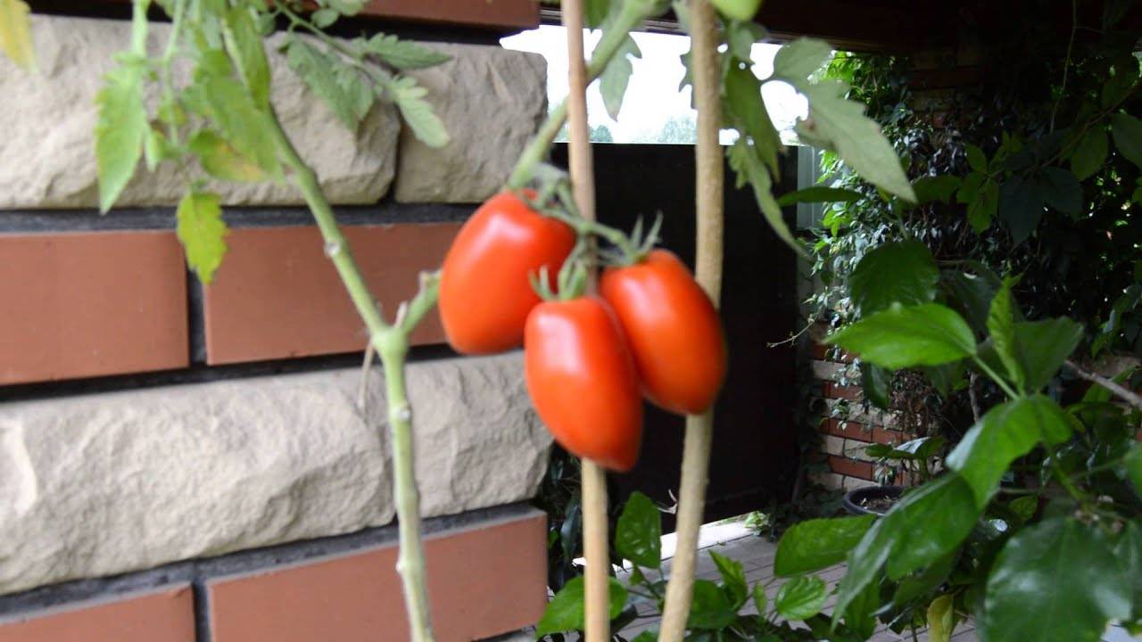 Мой огород 3. моя коллекция крупноплодных томатов - страна мам