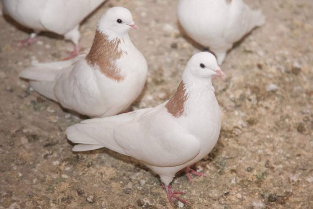 Высоколетные голуби: какие бывают, описание, породы