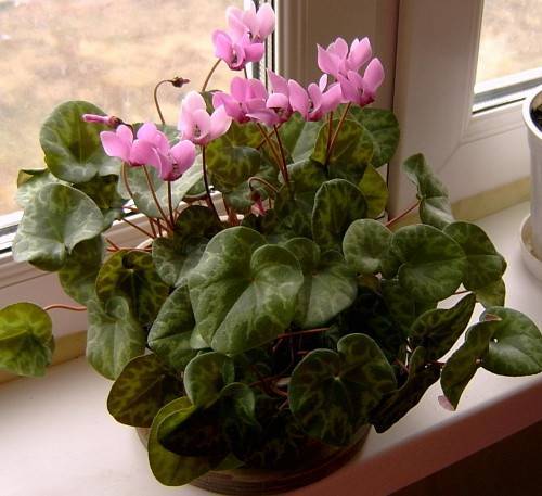 Цикломения цветок: фото, уход в домашних условиях