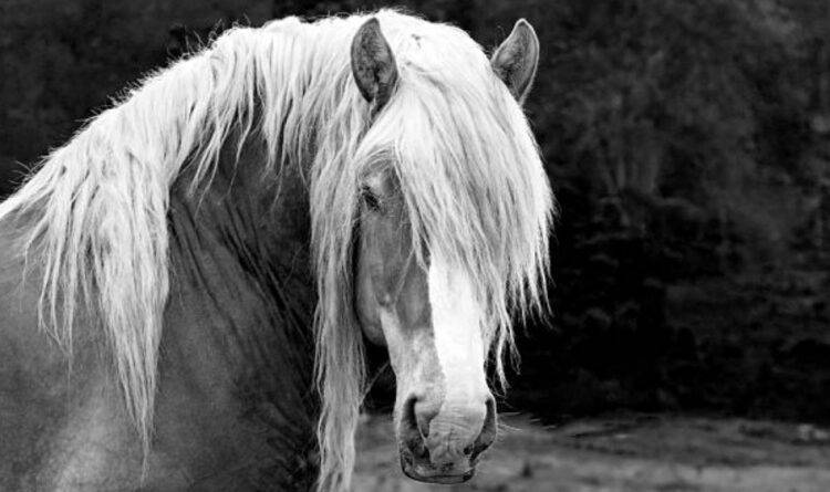 Карликовые кони пони: разновидности и особенности