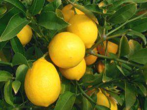 Лимон: выращивание из косточки