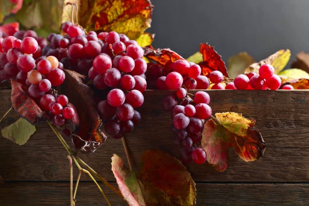 Виноград "памяти шатилова" характеристика и описание особенностей сорта с отзывами и фото гроздей