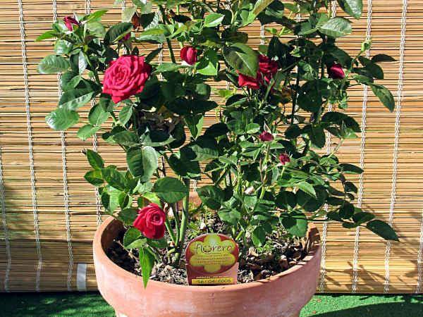 Выращивание розы в горшке — особенности ухода за цветком