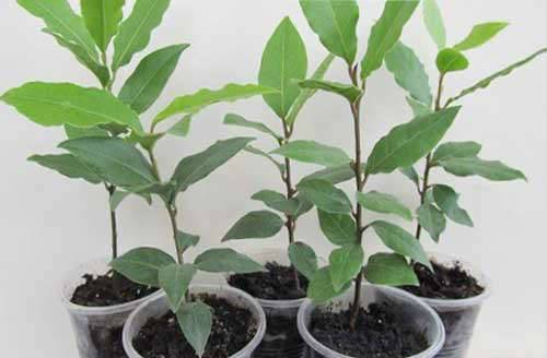 Лавровое дерево — выращивание в домашних условиях