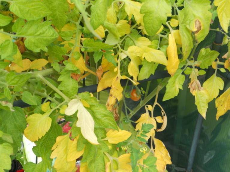 Почему желтеют листья у помидоров в теплице и открытом грунте?