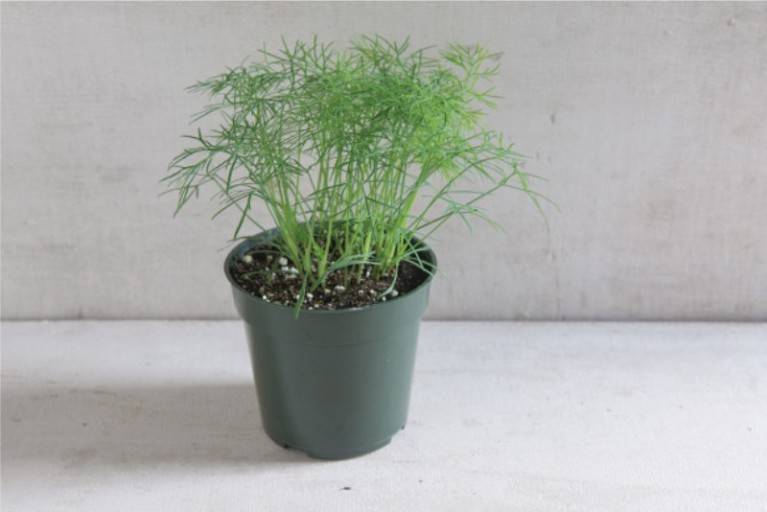 Выращивание укропа на подоконнике из семян: как сажать и ухаживать за зеленью зимой в домашних условиях