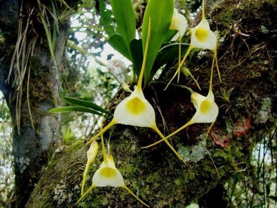 Орхидея масдеваллия