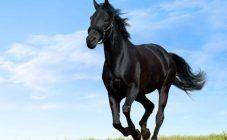 ✅ гнедая масть лошади: какой это цвет, описание, виды масти, уход за лошадью - tehnomir32.ru
