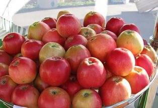 Сорт яблони пепин шафранный: описание, фото