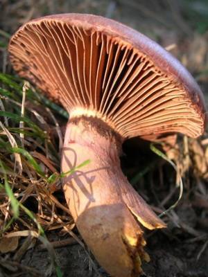Распространение мокрухи пурпуровой, описание гриба, фото