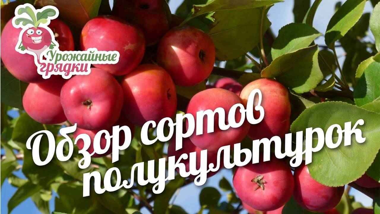 Особенности посадки яблонь в сибири: выбор сорта, участка, рекомендации по высаживанию и уходу