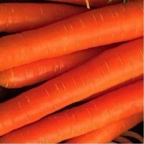 Морковь балтимор f1  (baltimore f1): отзывы, фото, урожайность