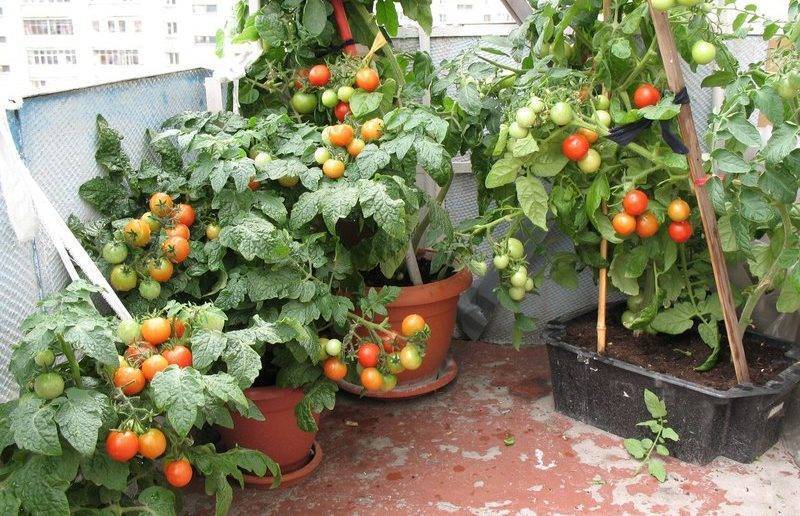 Помидоры на балконе: лучшие сорта томатов, их выращивание и уход