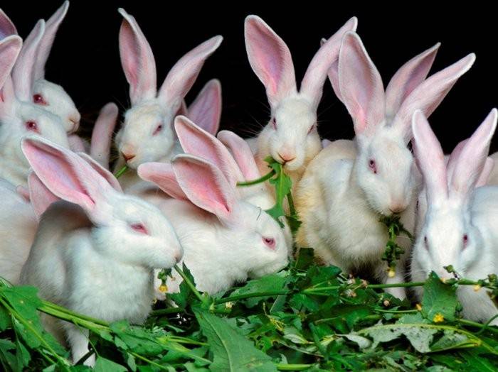 Кормление кроликов одуванчиками. правила кормления