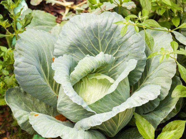 Атрия f1, капуста: описание гибрида и характеристика вкусовых качеств, фото сорта, отзывы об урожайности, семена для посадки, особенности выращивания