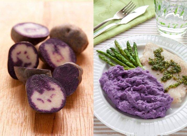 В чем особенность фиолетового картофеля: минусы, плюсы и лучшие сорта