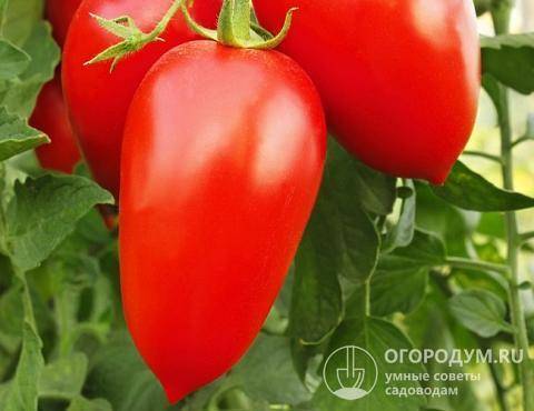 Характеристика сорта томатов Перцевидный гигант