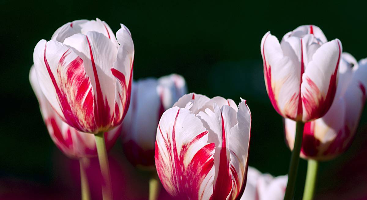 Тюльпаны: когда выкапывать после цветения, что дальше с ними делать?