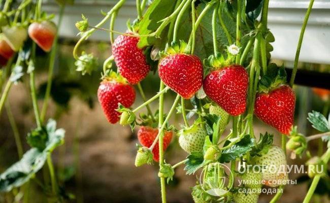 Клубника клери: описание фото и ценные советы по уходу за ягодой