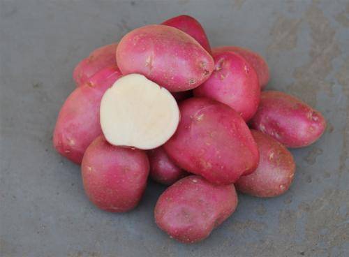 Характеристика семенного картофеля «романо», описание сорта и фото