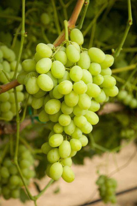 Виноград ланселот: описание и характеристики сорта, технология выращивания