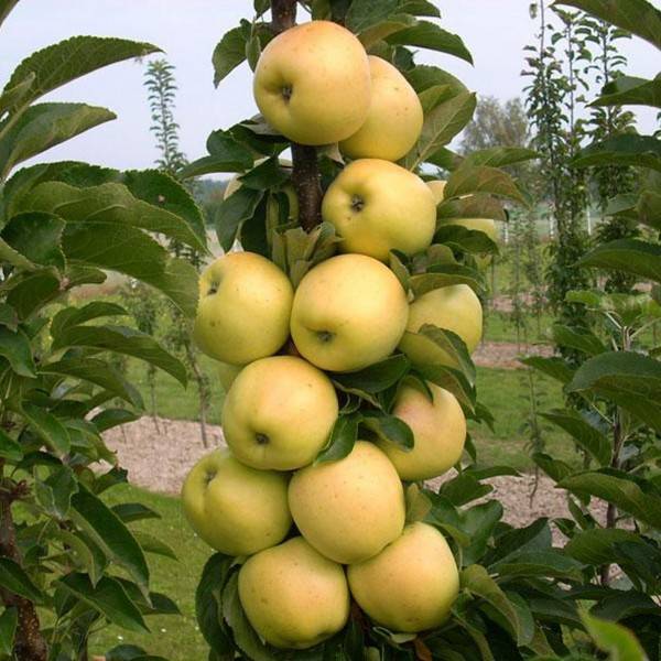 Сортовые особенности яблони Медок
