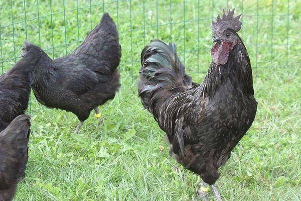 Ухейилюй порода кур: описание, какие яйца несут (фото и видео)
