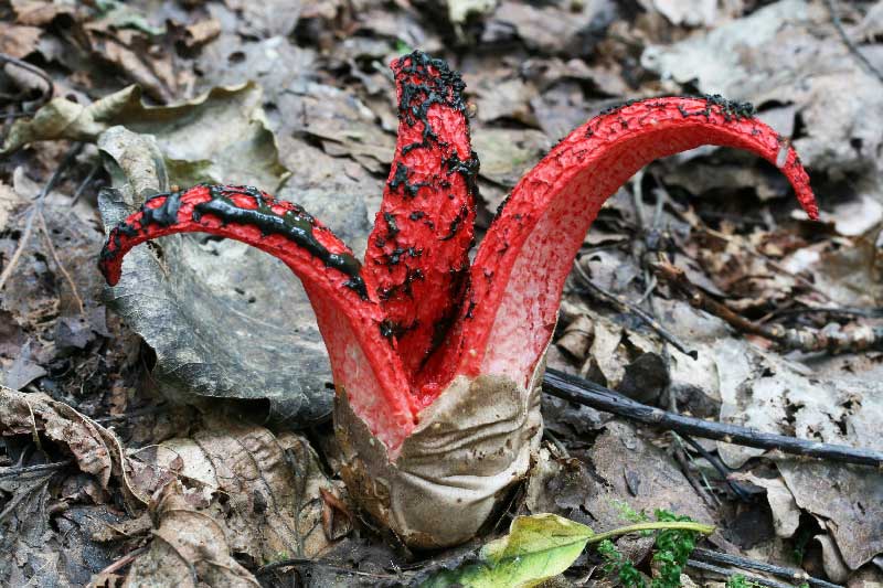 Решёточник красный - описание, где растет, ядовитость гриба