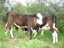 Ярославская порода коров: что из себя представляет, характеристики, уход
