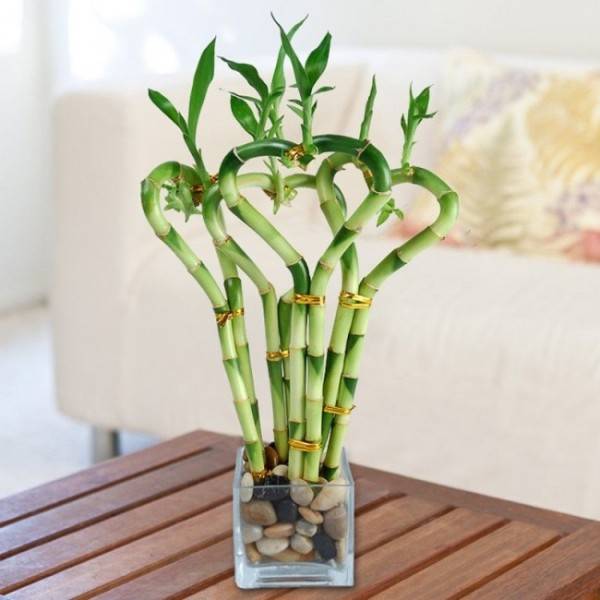 Комнатное растение бамбук: уход в домашних условиях