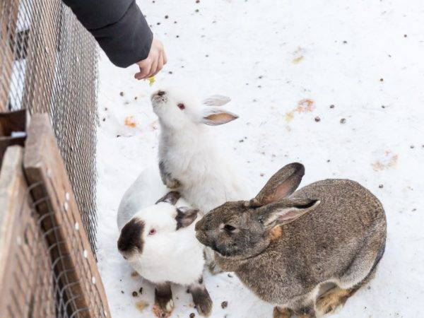 Чем кормить кроликов в домашних условиях зимой? правила кормления. можно ли давать сырую картошку? какие ветки едят кролики?