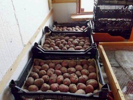 Картофель "леди клэр" (леди клер) - описание сорта, его точная характеристика и фото русский фермер