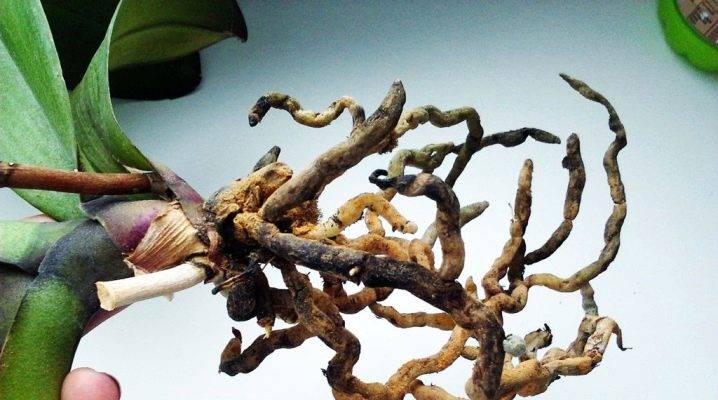 Орхидея — как восстановить сгнившие корни растения