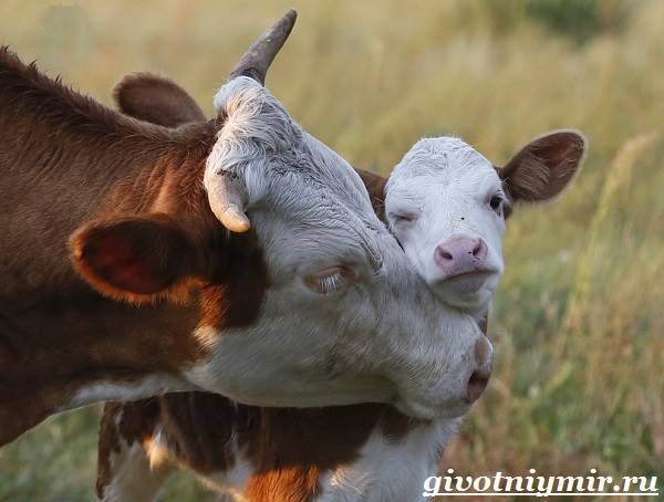 Сколько лет живет корова и продолжительность жизни быков в домашних или фермерских условиях