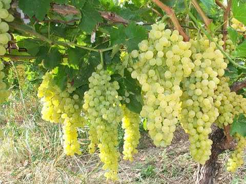 Выращивание винограда в сибири — виноград