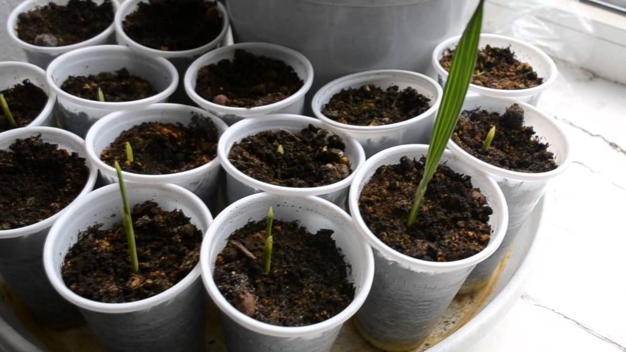 Финиковая пальма из косточки — как посадить дома