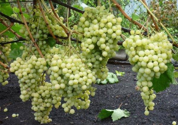 Сорт винограда супер-экстра: описание, фото