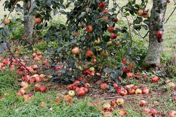 ᐉ почему опадают яблоки с яблони раньше поспевания? - zooshop-76.ru