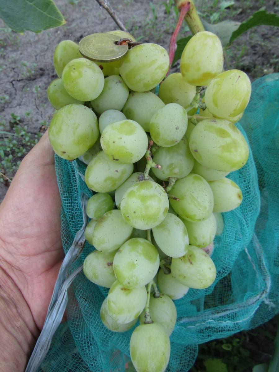 Сорт винограда Дарья — описание и особенности выращивания