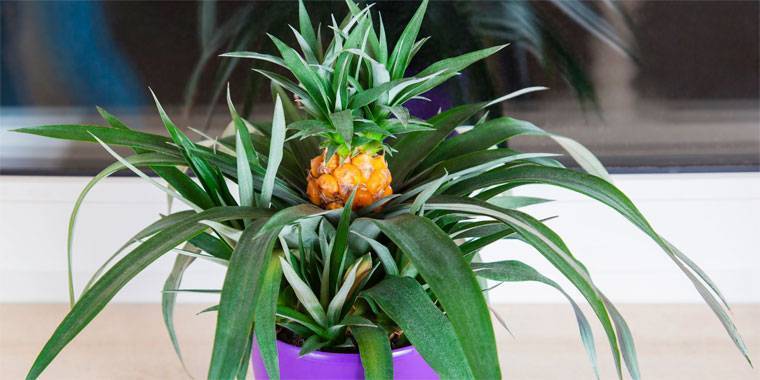 Как вырастить ананас дома из верхушки
