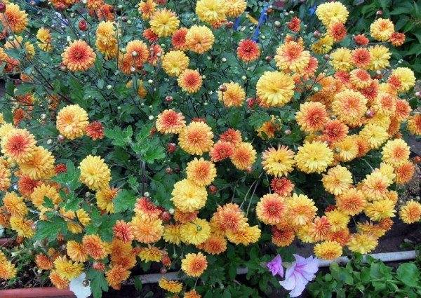 Цветы дубки (хризантема): уход, размножение, выращивание + фото