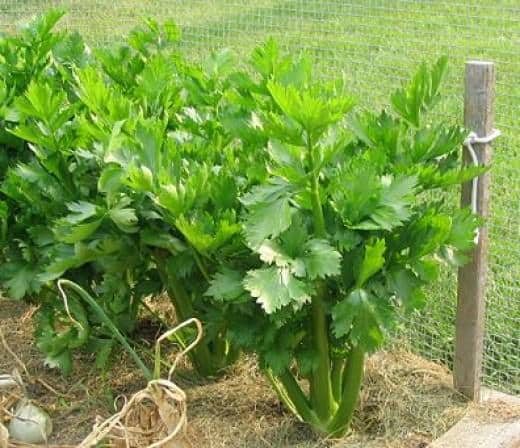 Сельдерей листовой: выращивание из семян в открытом грунте, посадка и уход  |   дачное дело